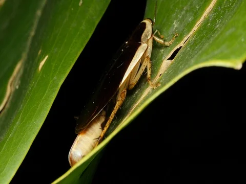 Cockroach with ootheca egg sack Stock Footage 74399494