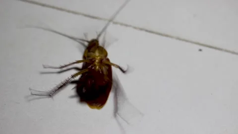 A cockroach or Blaberidae sp Video stock 272968491