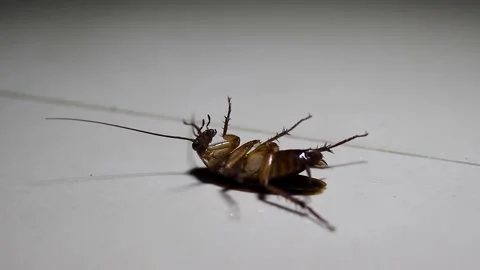 A cockroach or Blaberidae sp Video stock 272968493