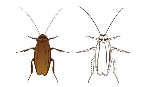 Cockroach or Blattodea Vector Illustrazione stock