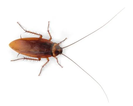 Cockroach Foto stock