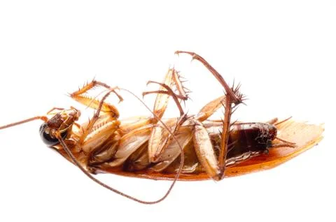 Cockroach Stock Photos