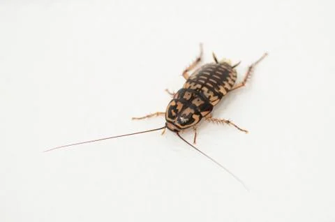 Cockroach Stock Photos