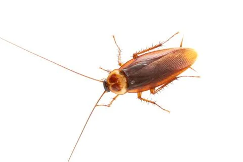 Cockroach Stock Photos