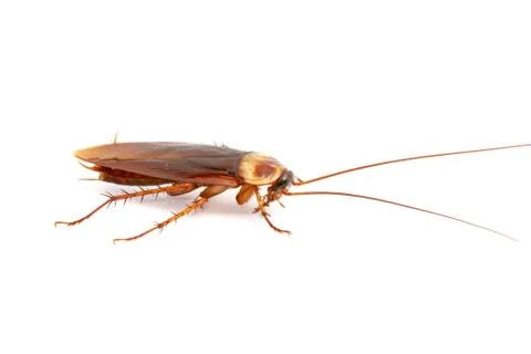 Cockroach Stock Photos