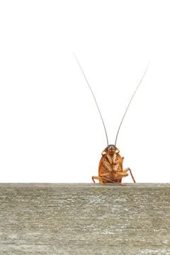 Cockroach Stock Photos