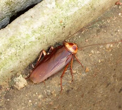 Cockroach Stock Photos
