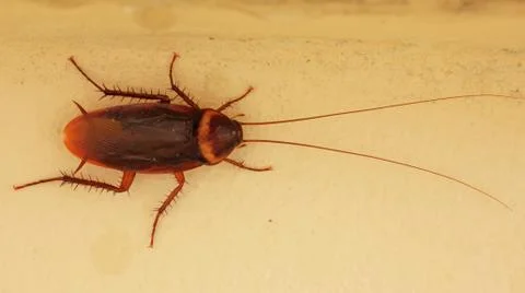 Cockroach Stock Photos