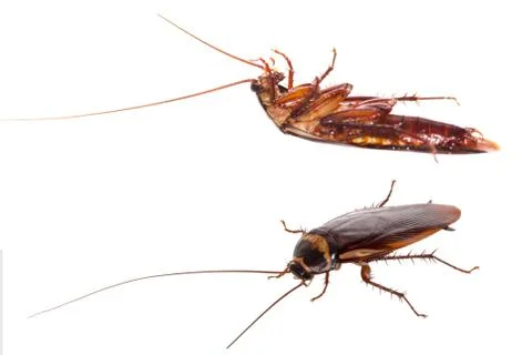 Cockroach Stock Photos