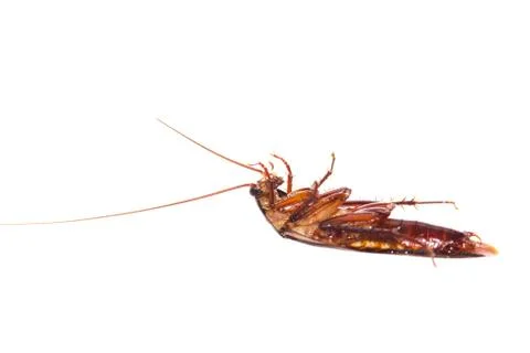 Cockroach Stock Photos