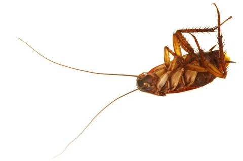 Cockroach Stock Photos
