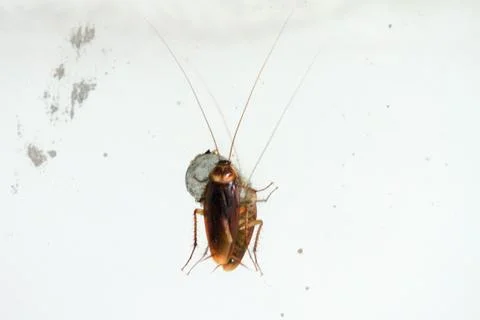 Cockroach Stock Photos