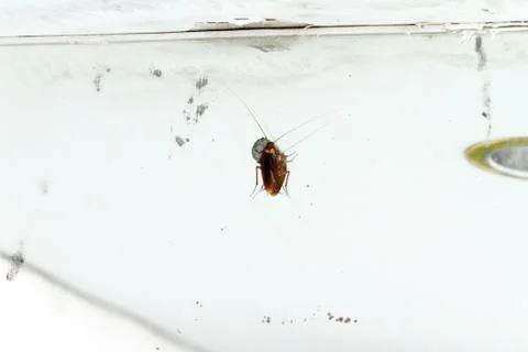 Cockroach Stock Photos