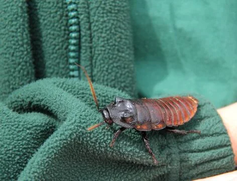 Cockroach. Stock Photos