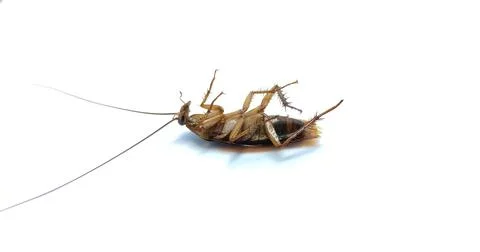 Cockroach Stock Photos