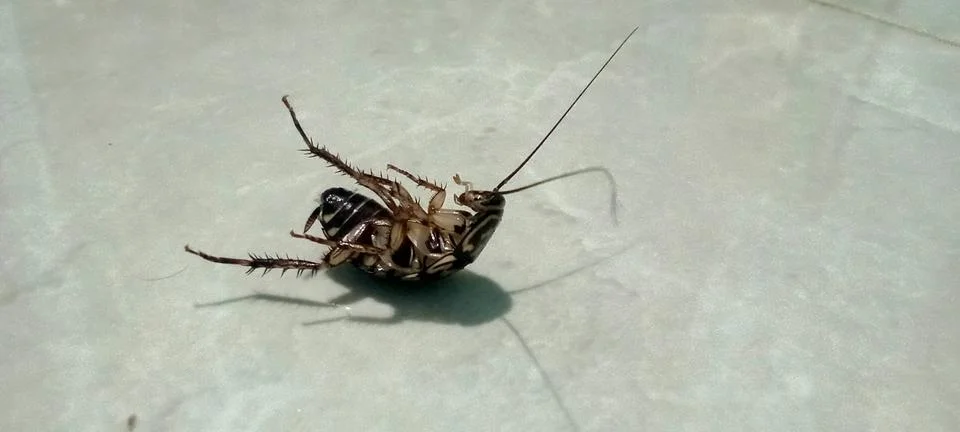 Cockroach Stock Photos