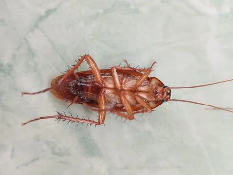 Cockroach 库存照片