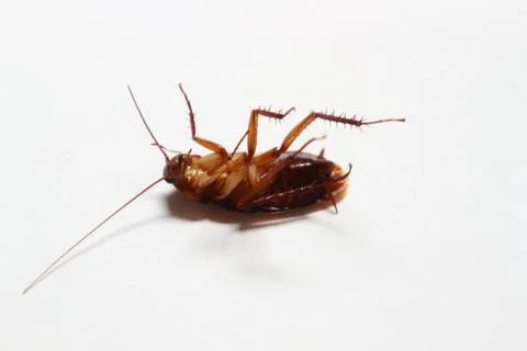 Cockroach Stock Photos
