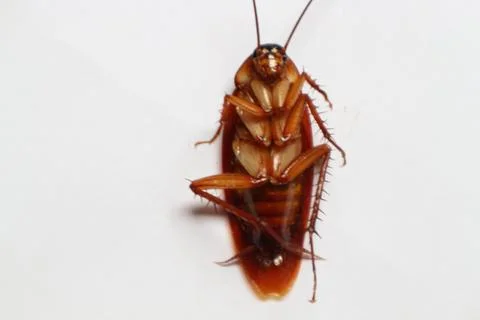 Cockroach Stock Photos