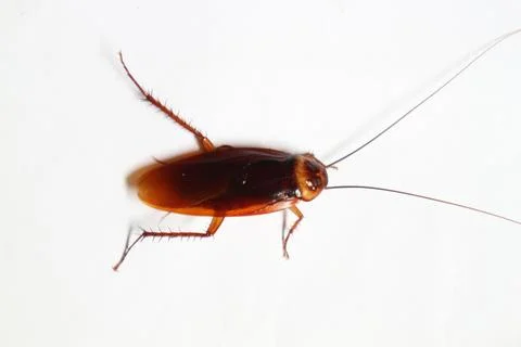 Cockroach Stock Photos