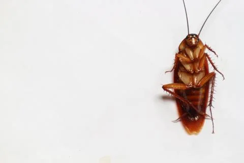 Cockroach Stock Photos