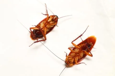 Cockroach Stock Photos