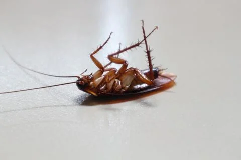 Cockroach Stock Photos