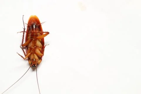 Cockroach Stock Photos