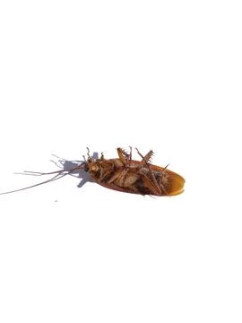 Cockroach Stock Photos
