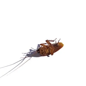 Cockroach Stock Photos