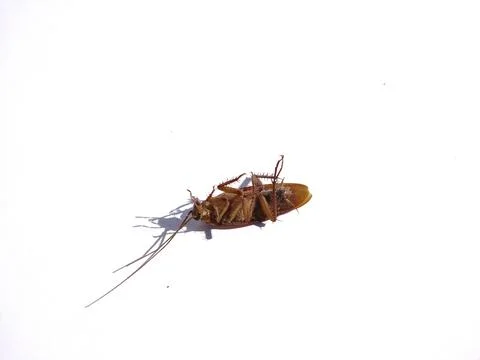 Cockroach Stock Photos
