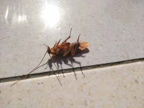 Cockroach Stock Photos