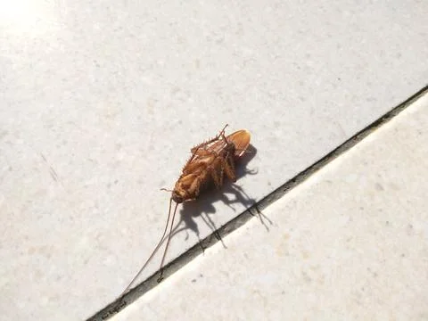 Cockroach Stock Photos