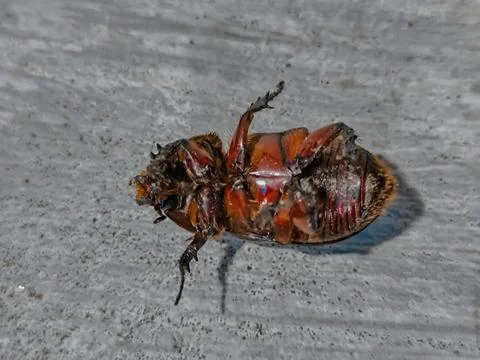 Cockroach Foto stock