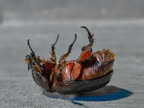 Cockroach Foto stock