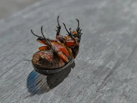 Cockroach Foto stock