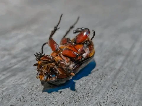 Cockroach Foto stock