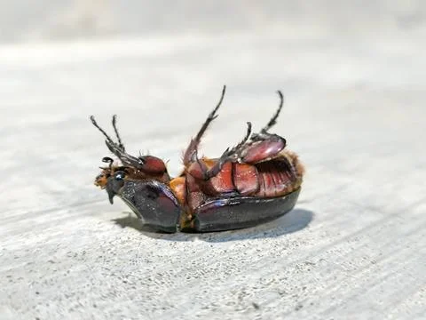 Cockroach Foto stock