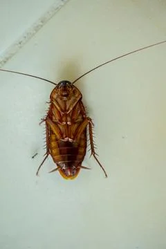 Cockroach Stock Photos