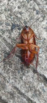 Cockroach Stock Photos