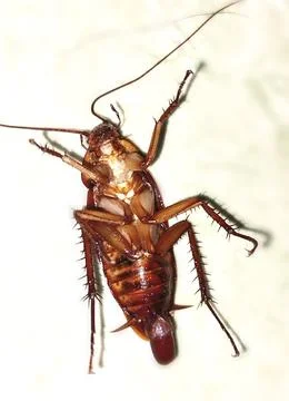 Cockroach Stock Photos
