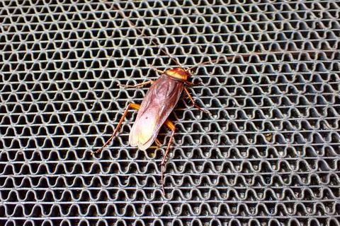 Cockroach Фото