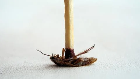 A cockroach pinched with a match. Stock Photos