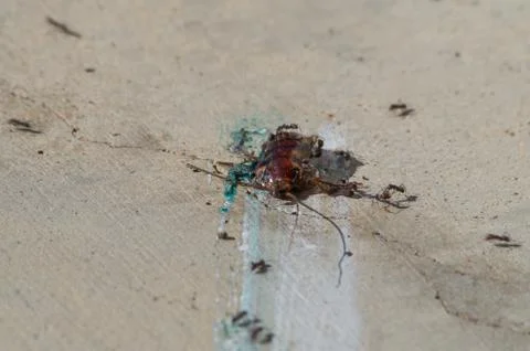 Cockroach poisoned with bait &amp; squashed being eaten by ants Stock Photos