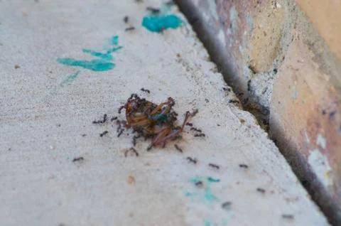 Cockroach poisoned with bait &amp; squashed being eaten by ants Stock Photos