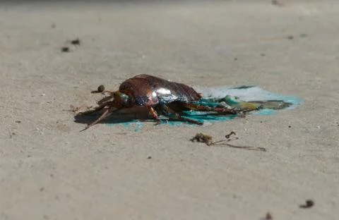Cockroach poisoned with bait &amp; squashed Stock Photos