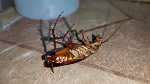 Cockroach Poisoned on the Floor Stock Footage 237410467