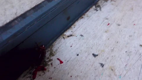 A cockroach in a public kitchen Stock Footage 311568571