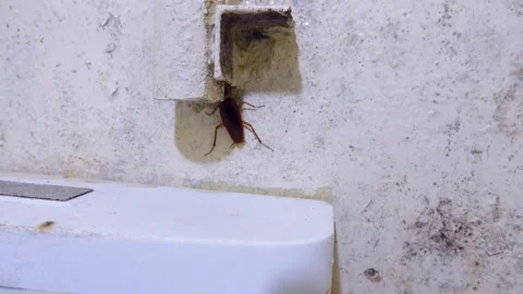 Cockroach in a public kitchen Stock Footage 314826839