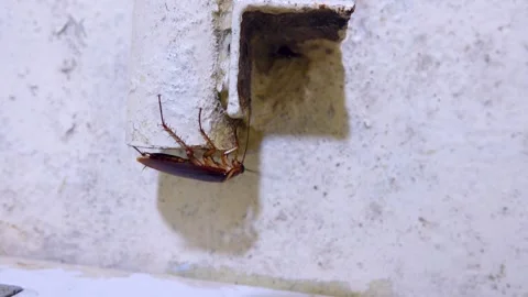 Cockroach in a public kitchen Stock Footage 314827881